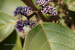 Callicarpa macrophylla